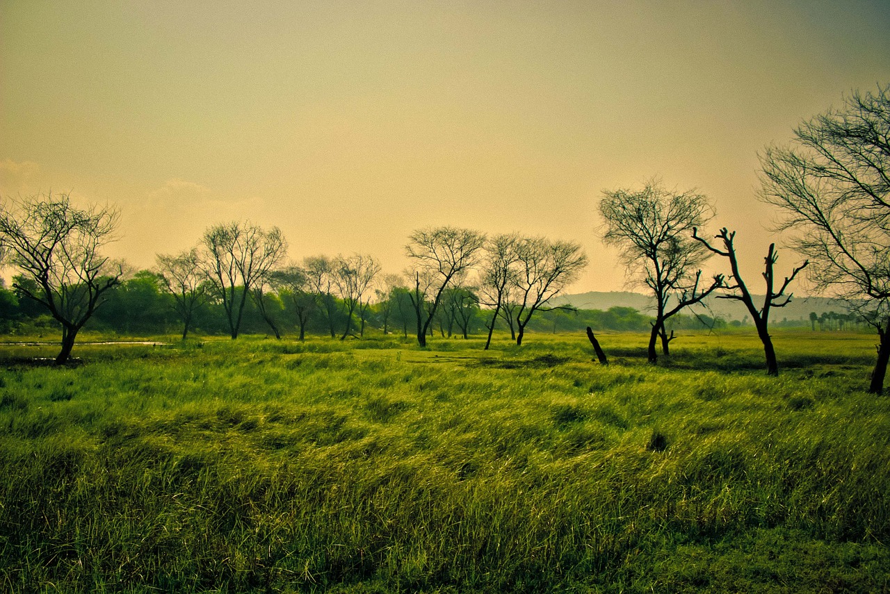 green scenery nature free photo