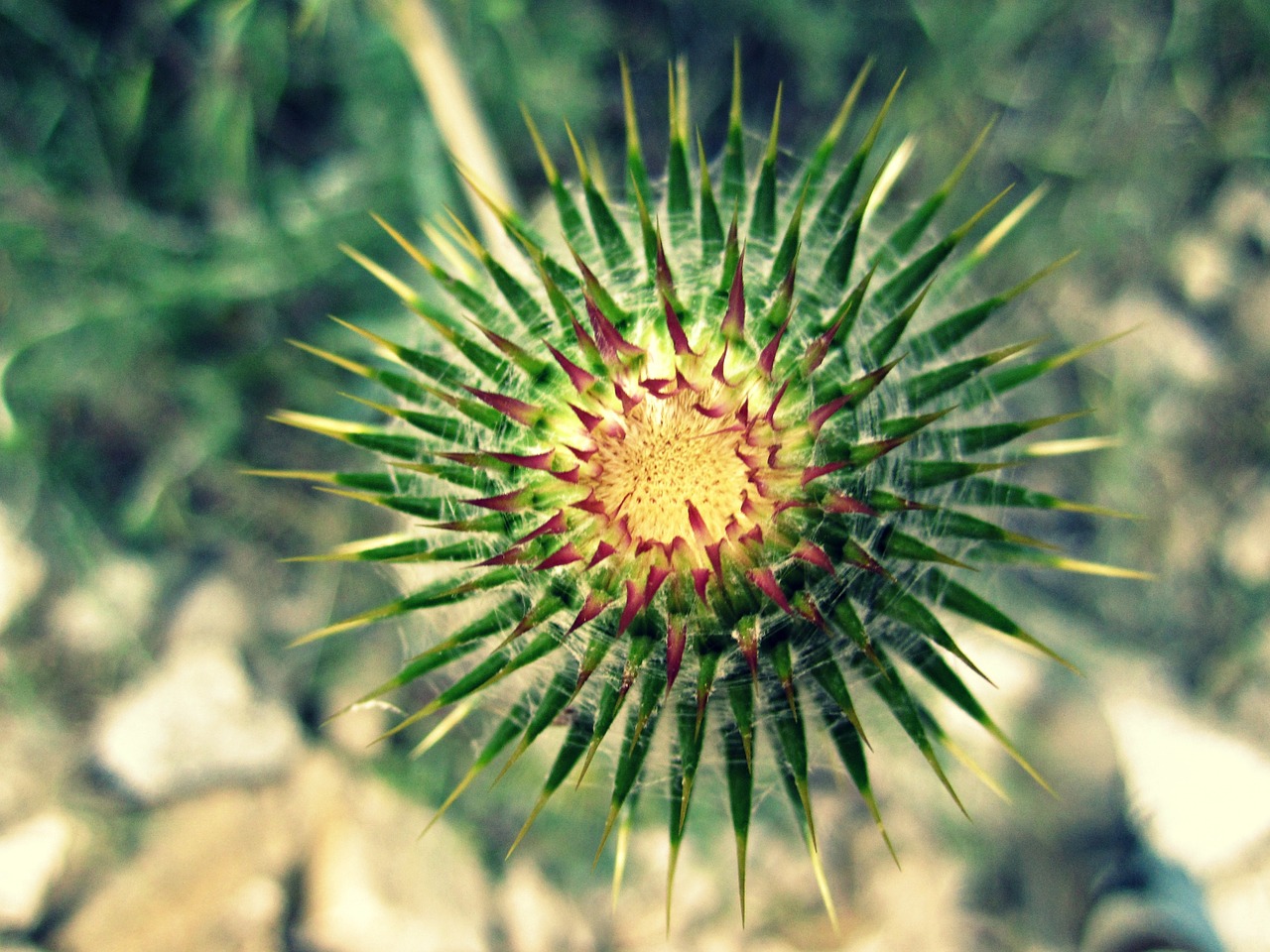 green flower thorn free photo