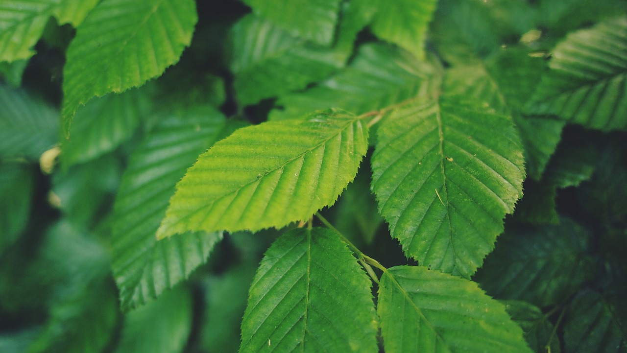 green leaves tree free photo