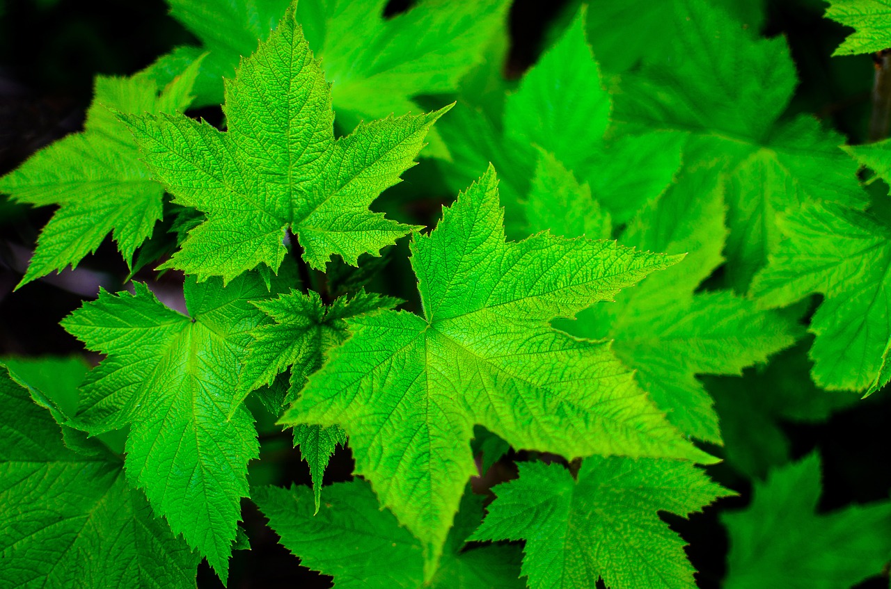 green leaf summer free photo