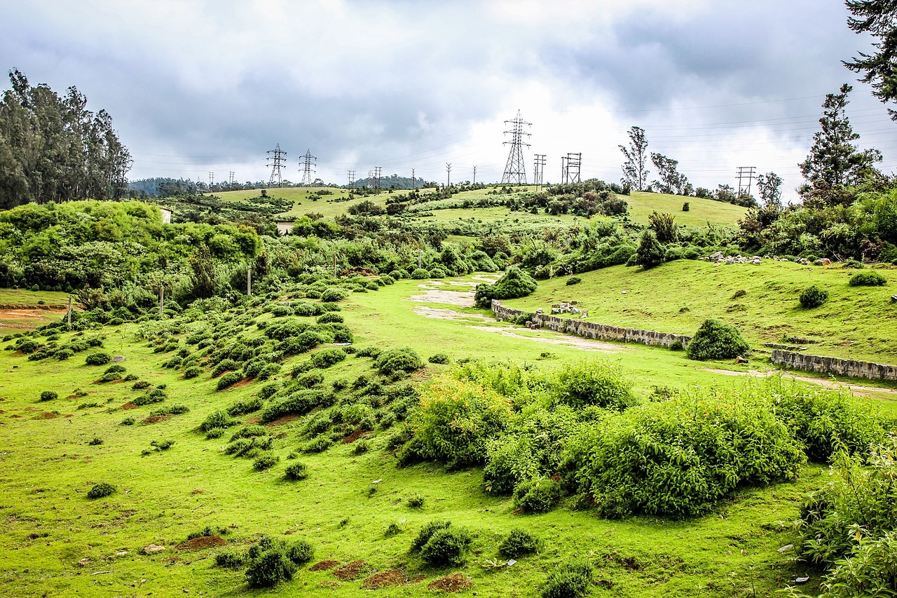 green nature environment free photo