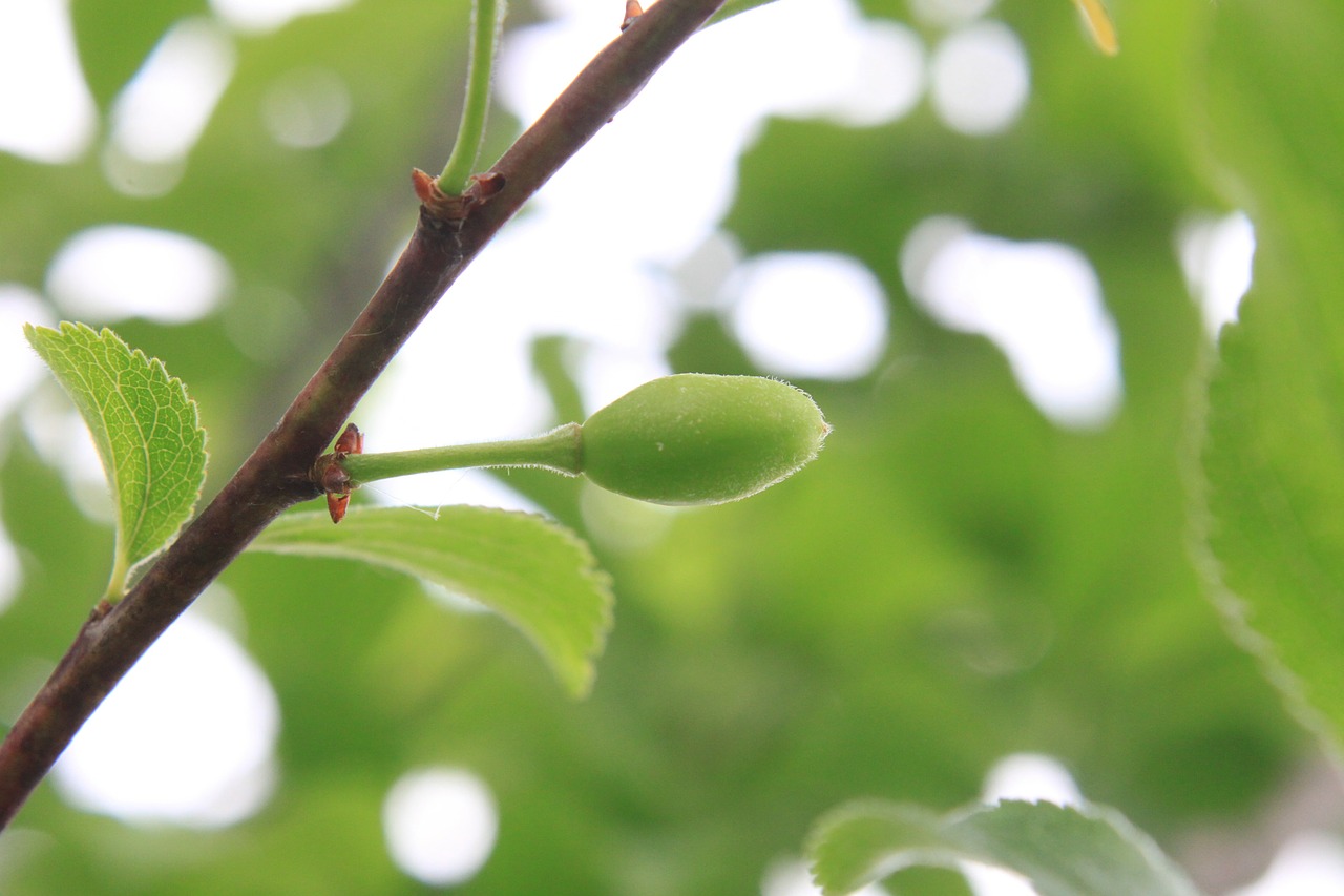 green growing plums free photo