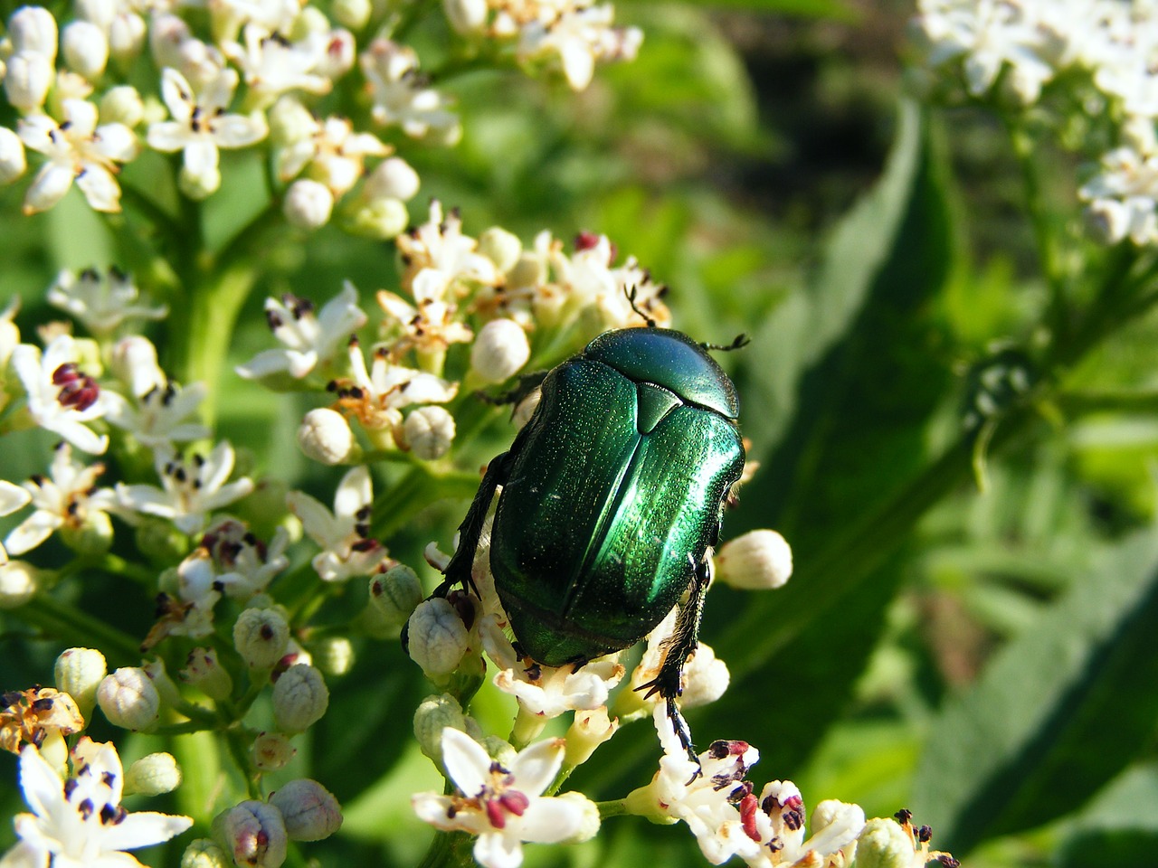 green bugs insects free photo