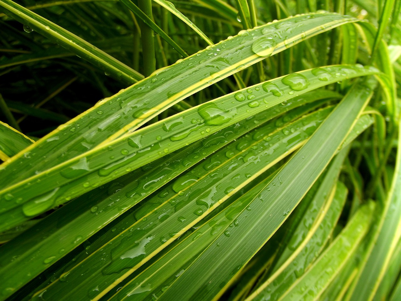 green grass drop free photo