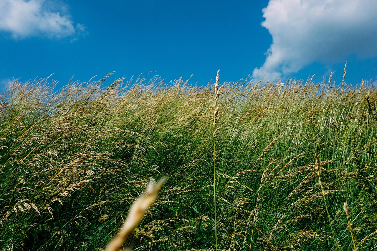 green grass plants free photo