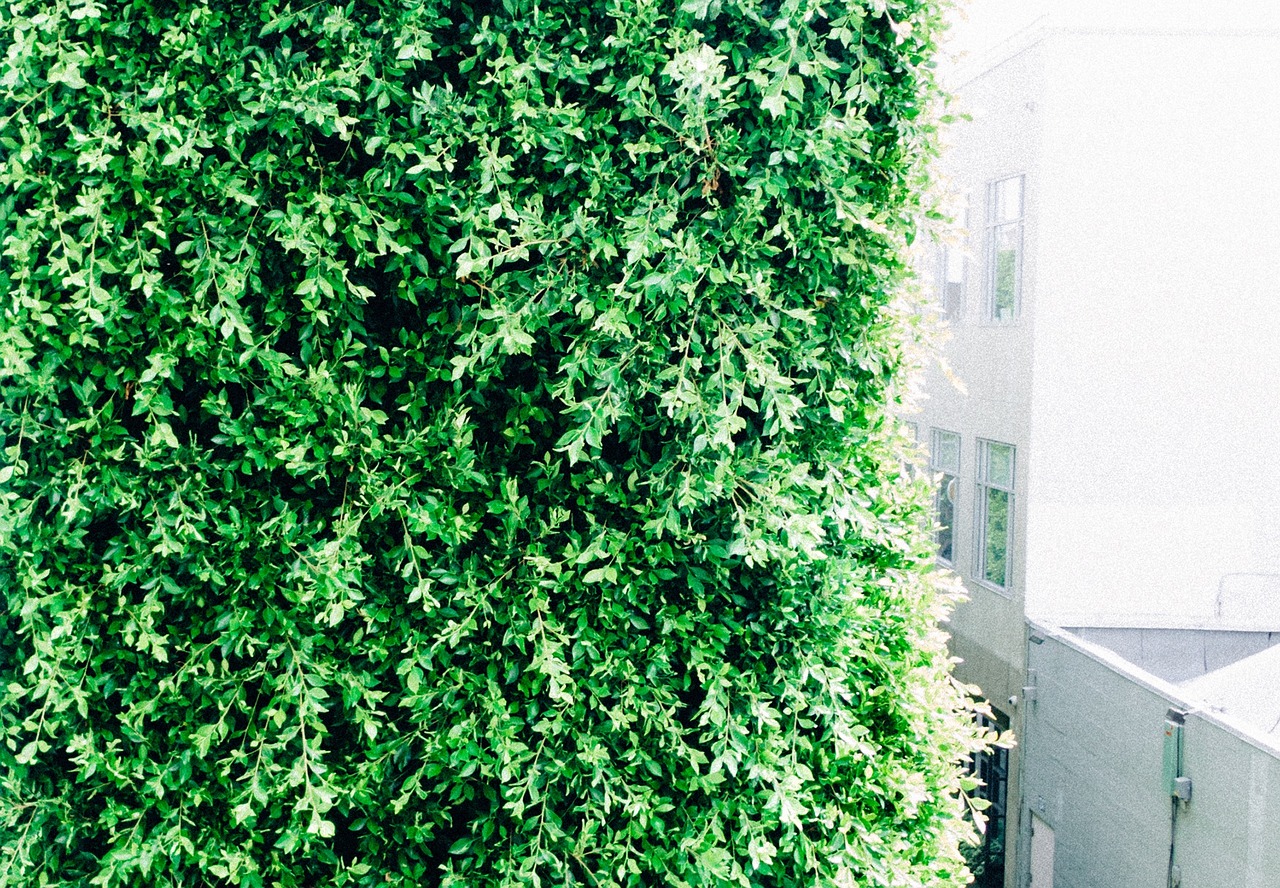 green leaves shrub free photo