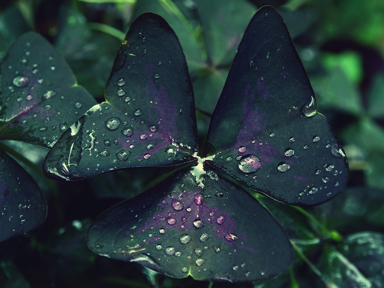 green leaves plants free photo