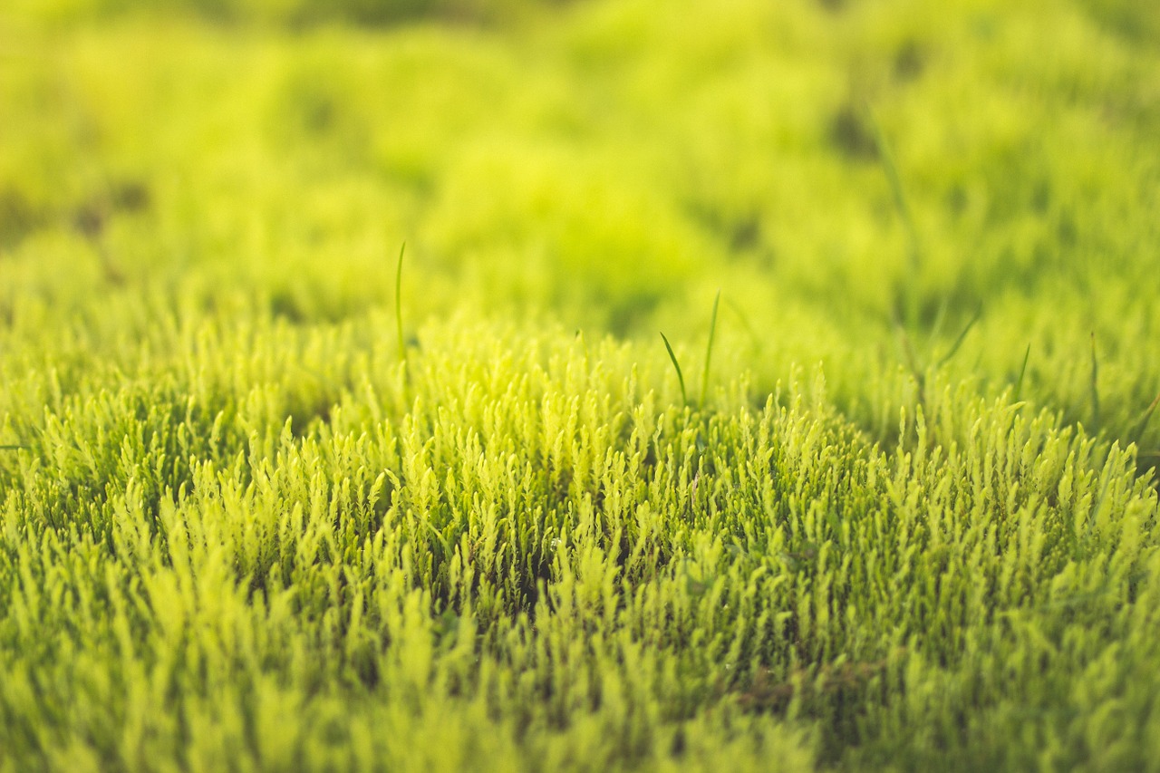 green grass field free photo