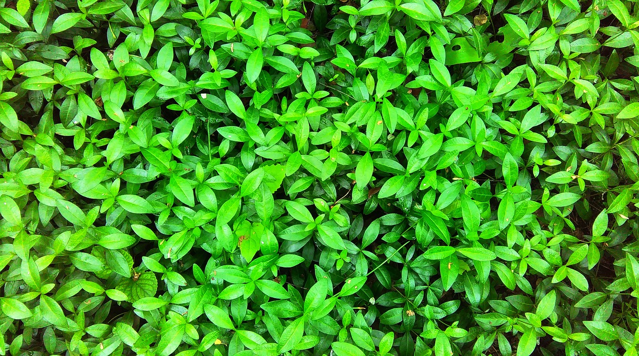 green leaves plants free photo