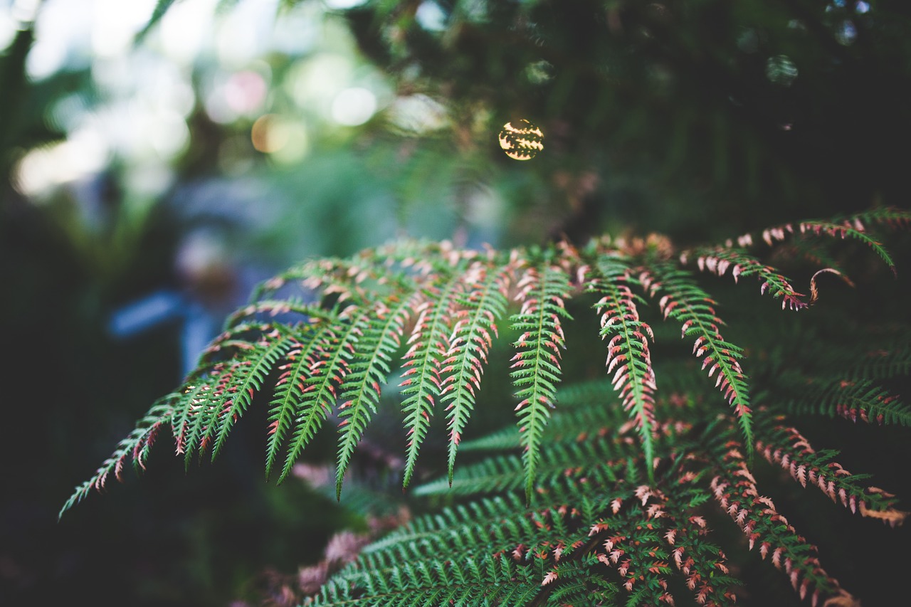 green plant leaves free photo