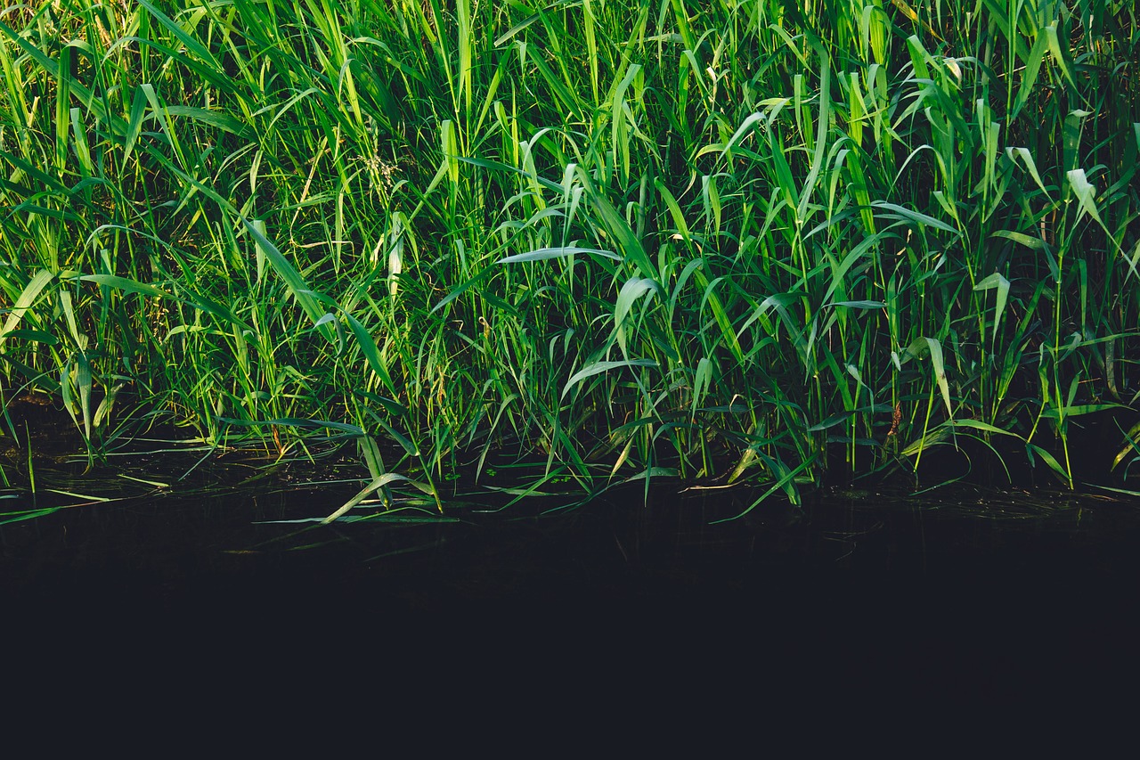 green plants reeds free photo