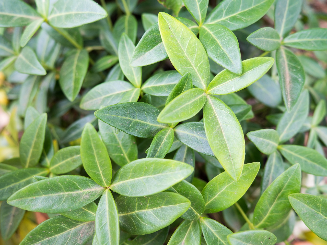 green leaves plants free photo