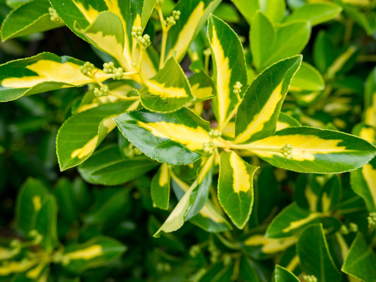 green plants leaves free photo