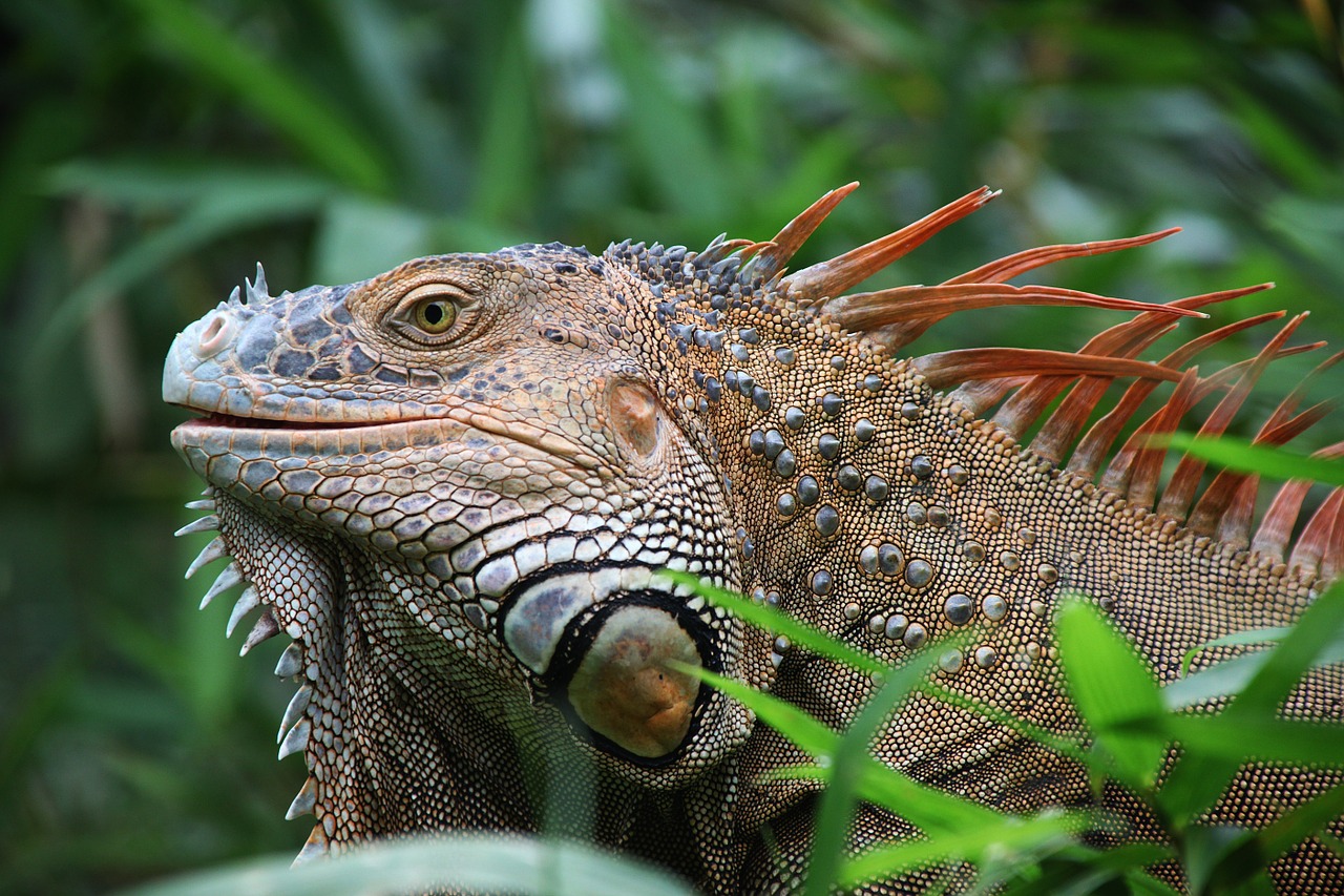 iguana reptile costa rica free photo