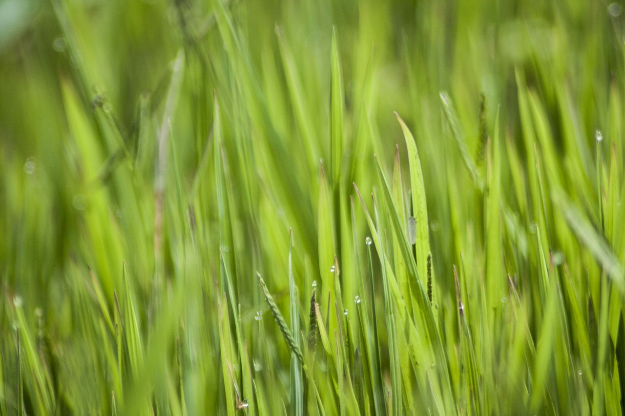 green grasses nature free photo