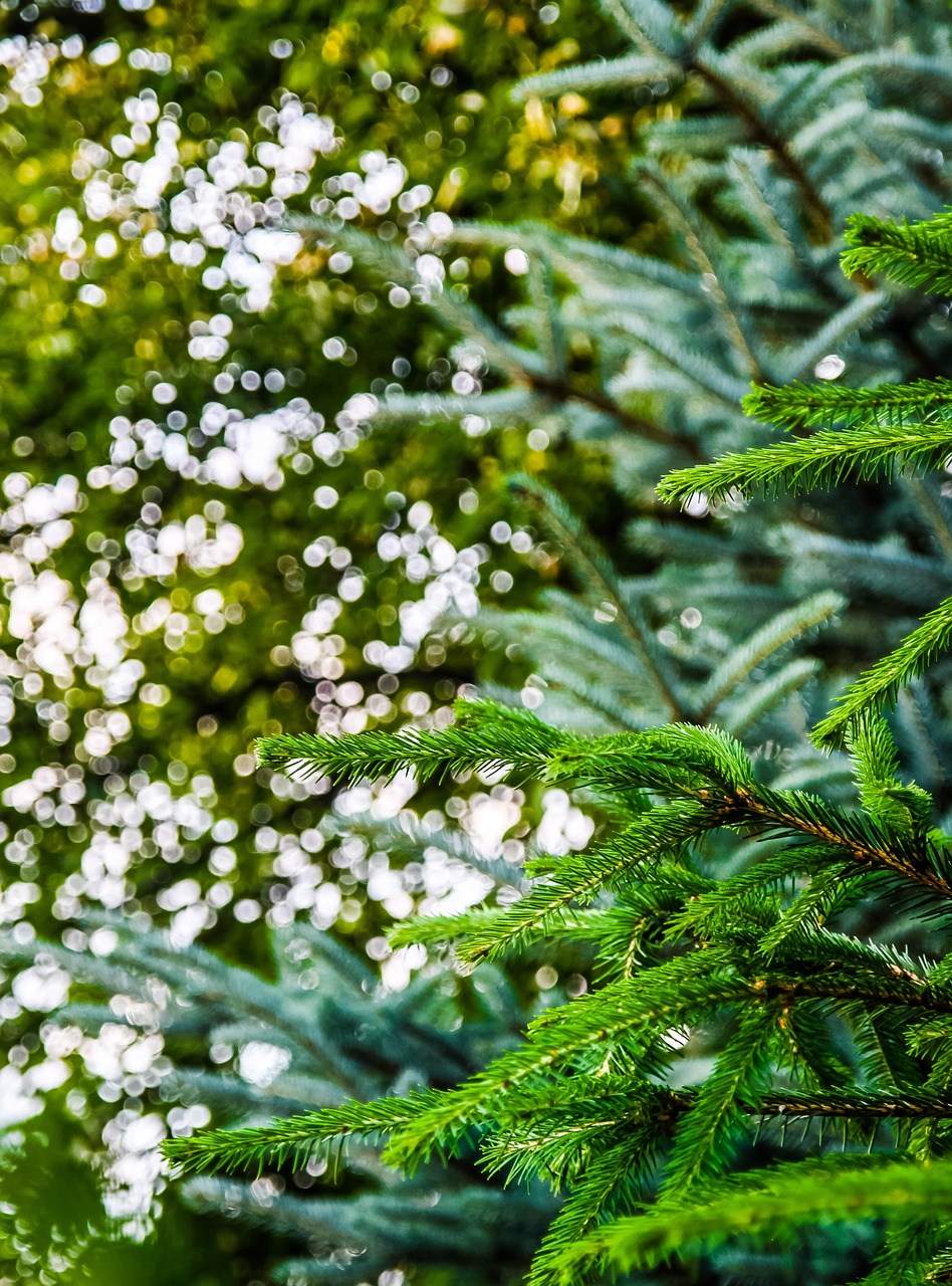 green forest trees free photo