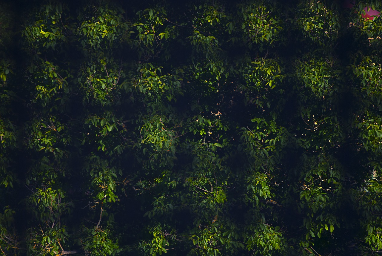 green pattern background free photo