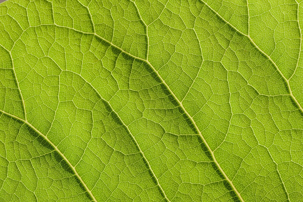 green leaf structure free photo