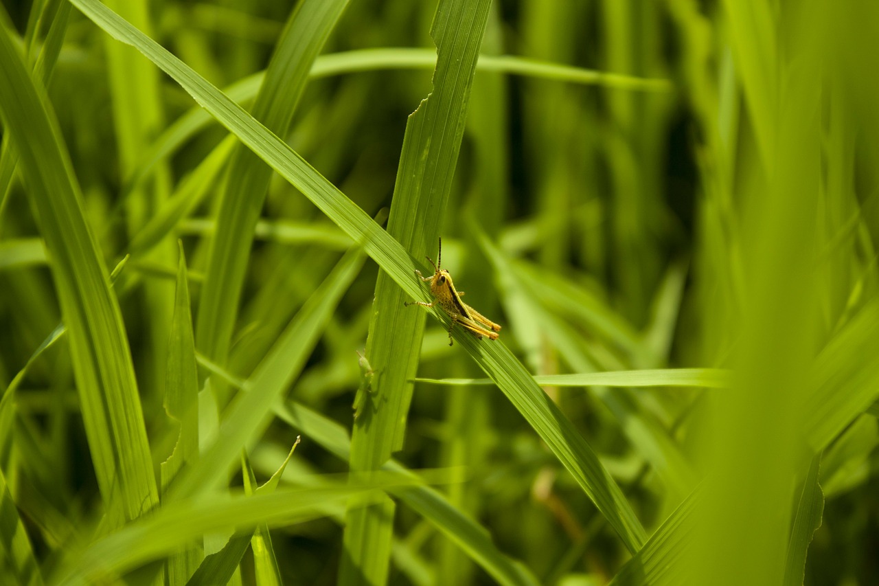 green grasshopper paddy field free photo