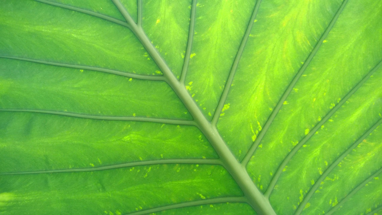 green leaf screen background free photo