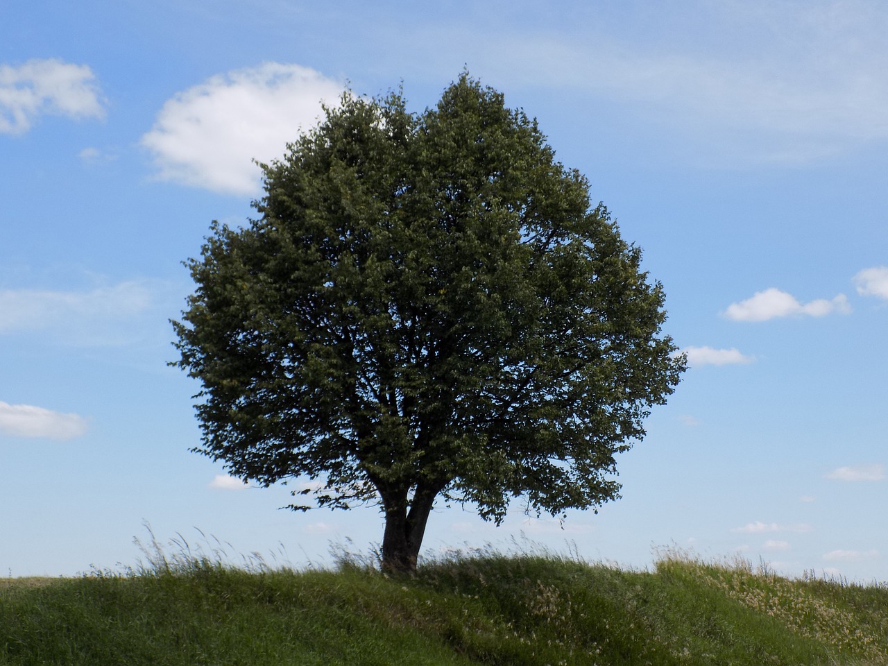 green tree nature free photo