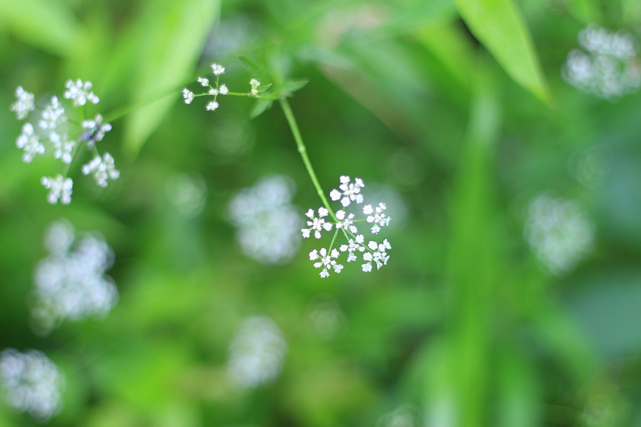 green fresh little flower free photo