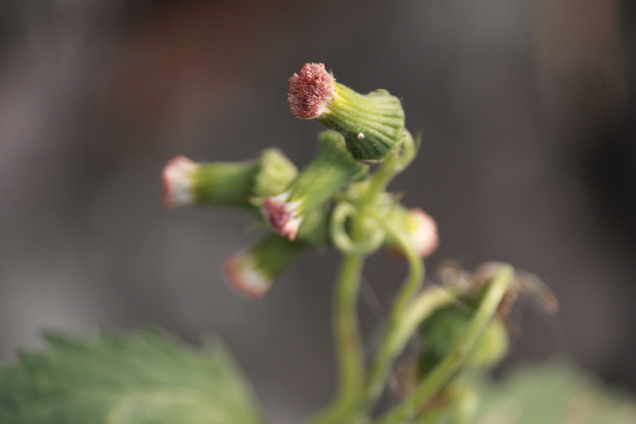 green macro growth free photo