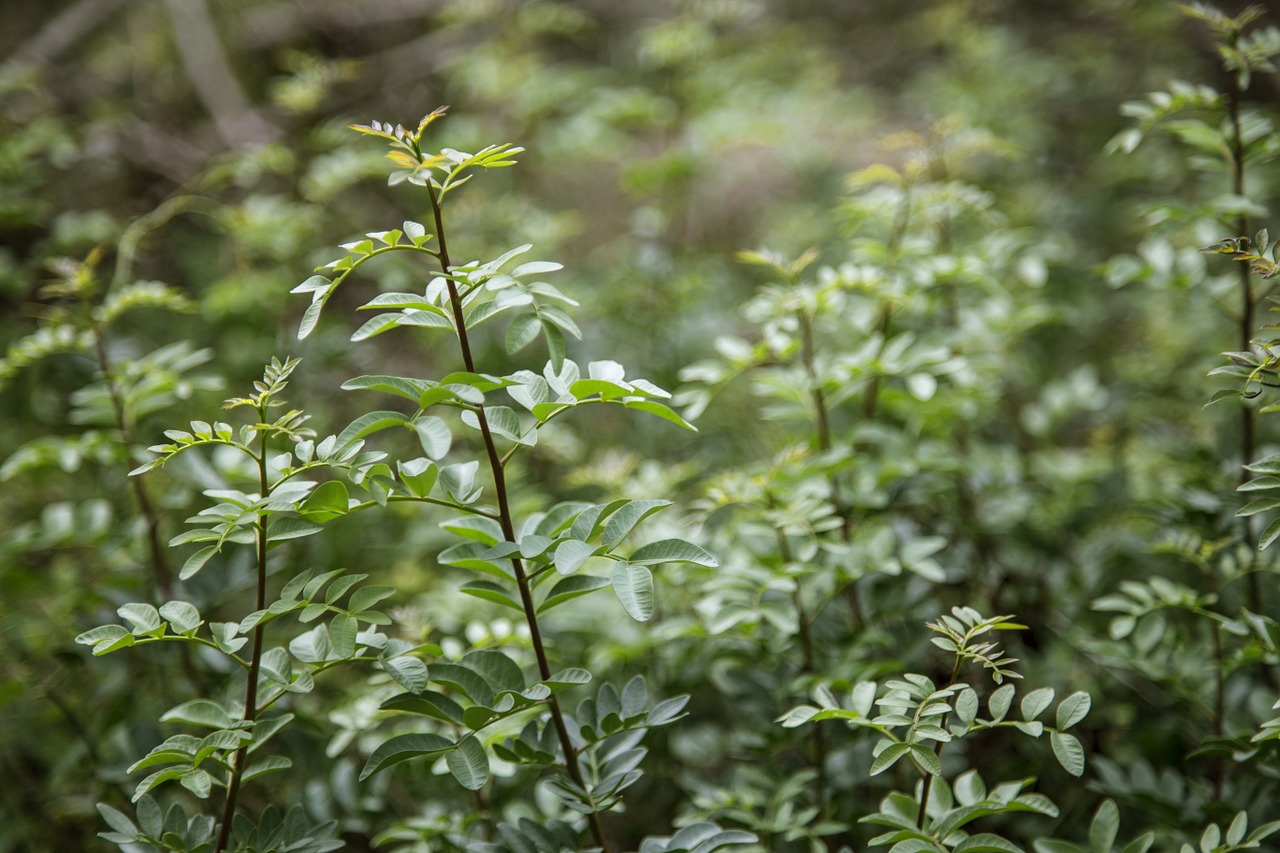 green leaves nature free photo