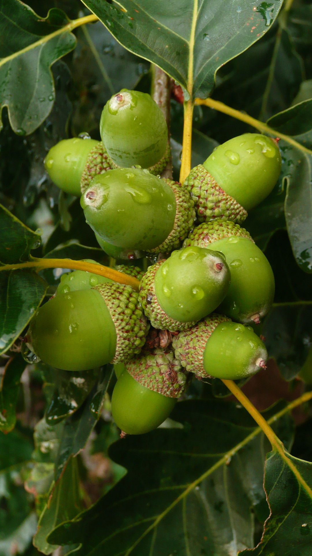 green acorns background free photo