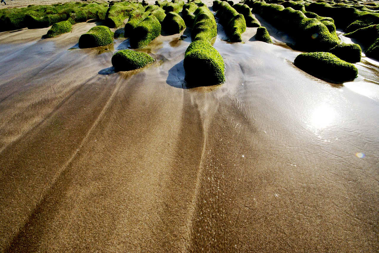 green algae seaside landscape free photo