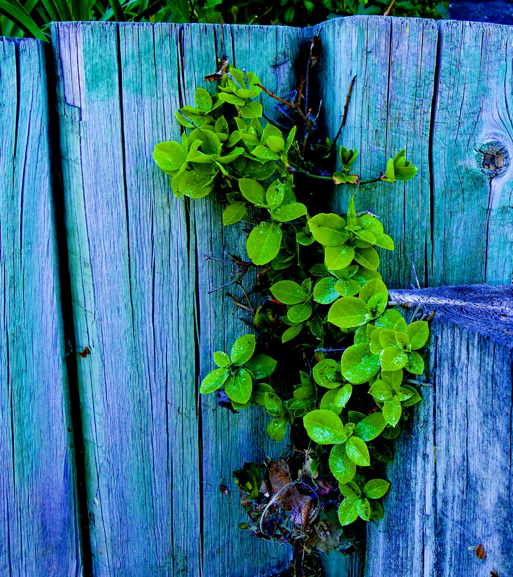 background blue wood free photo