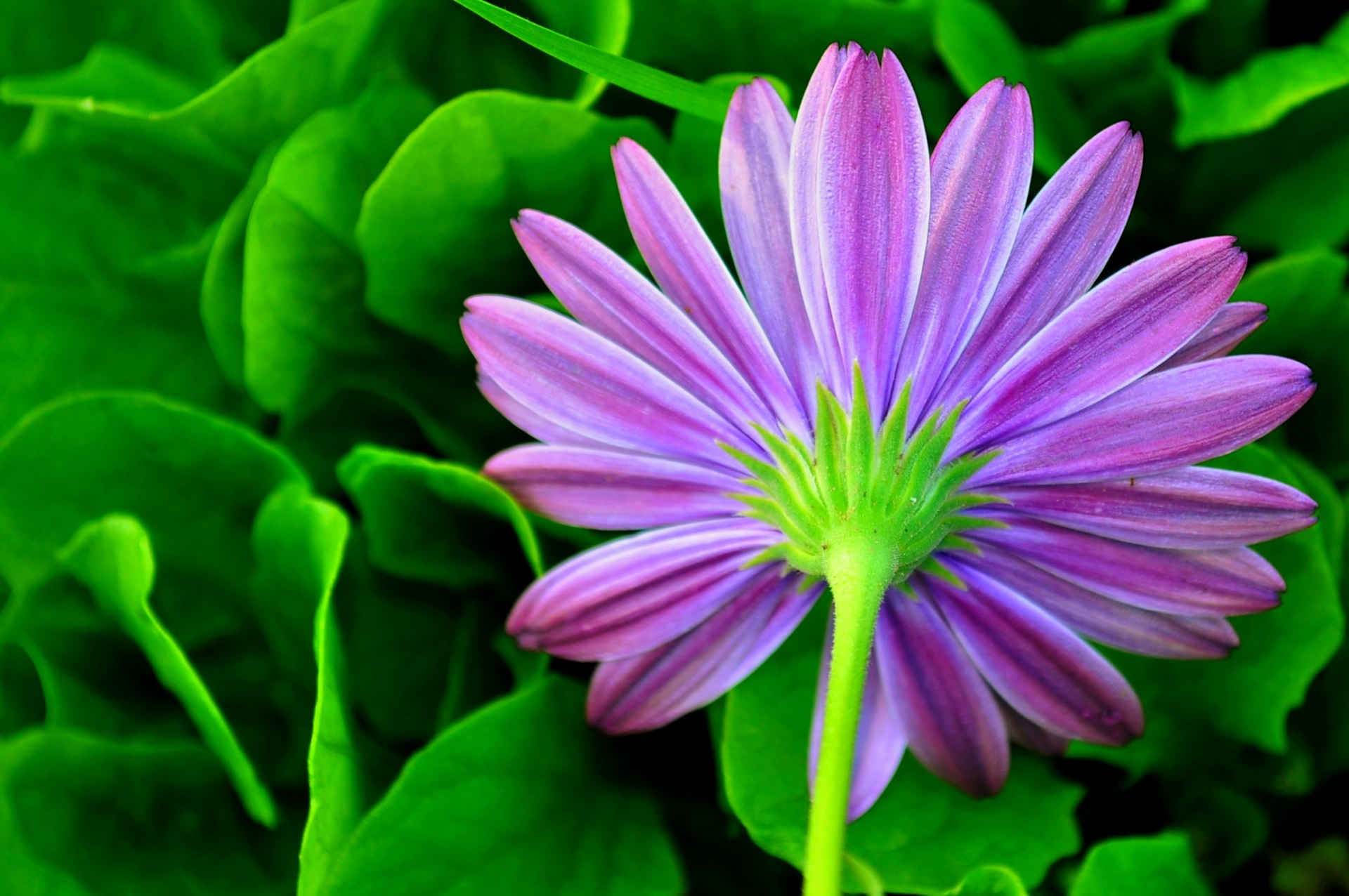 green daisy flower free photo