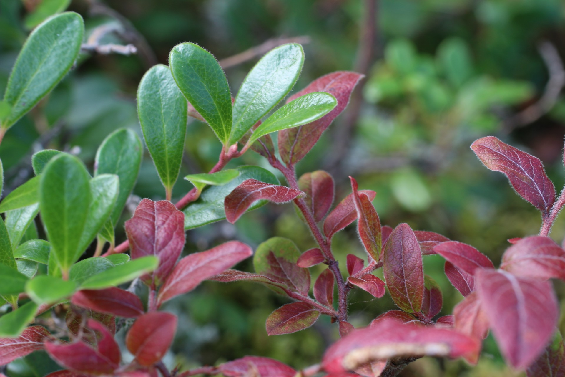 green red leaves free photo