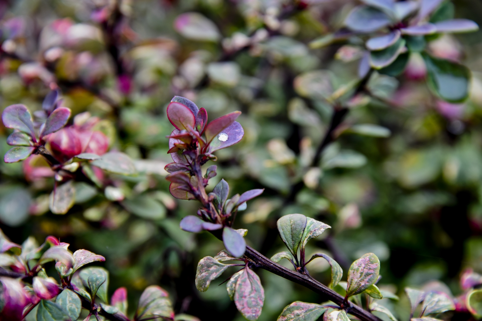 red green leaves free photo