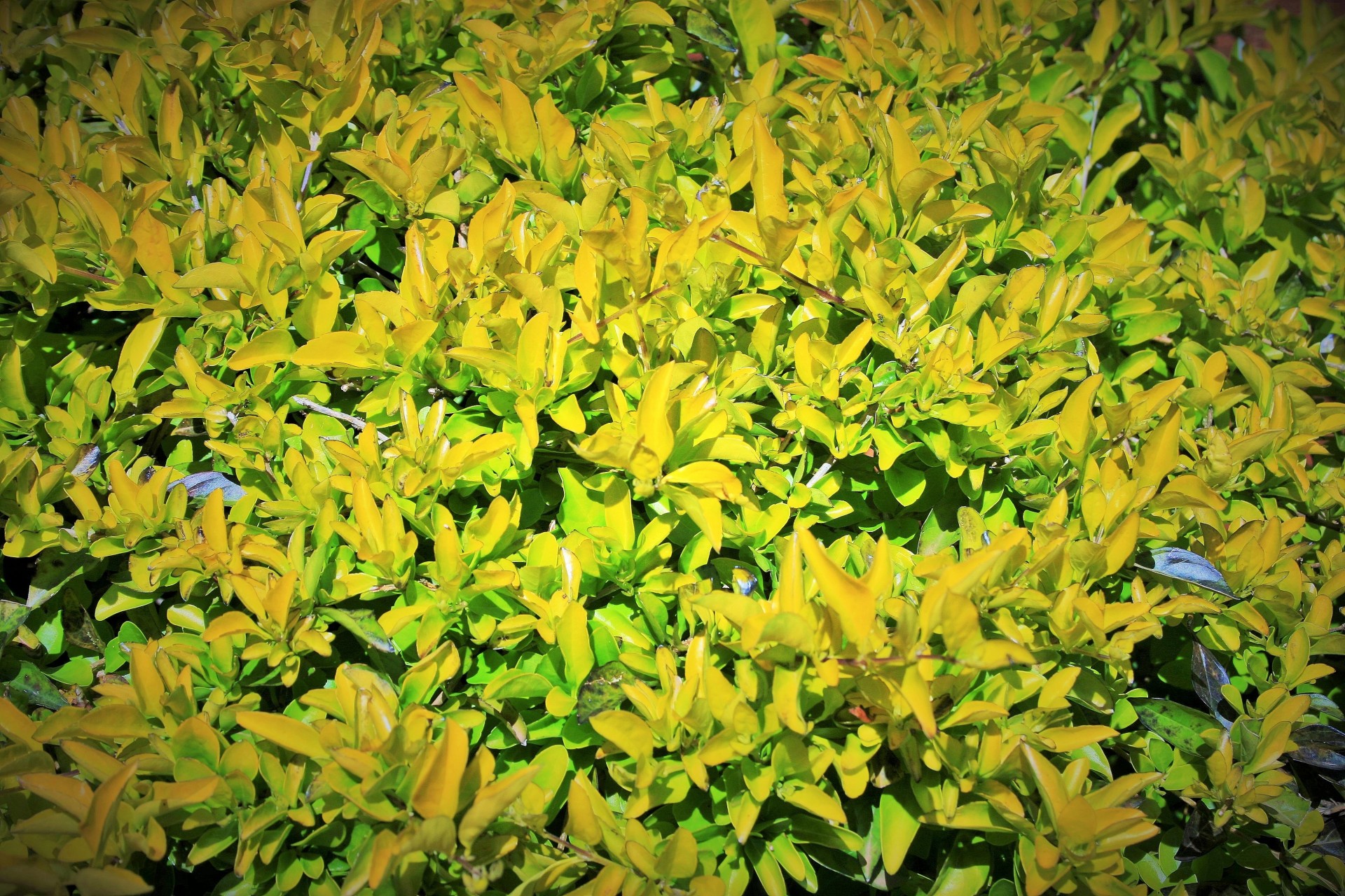 shrubbery green yellow foliage free photo