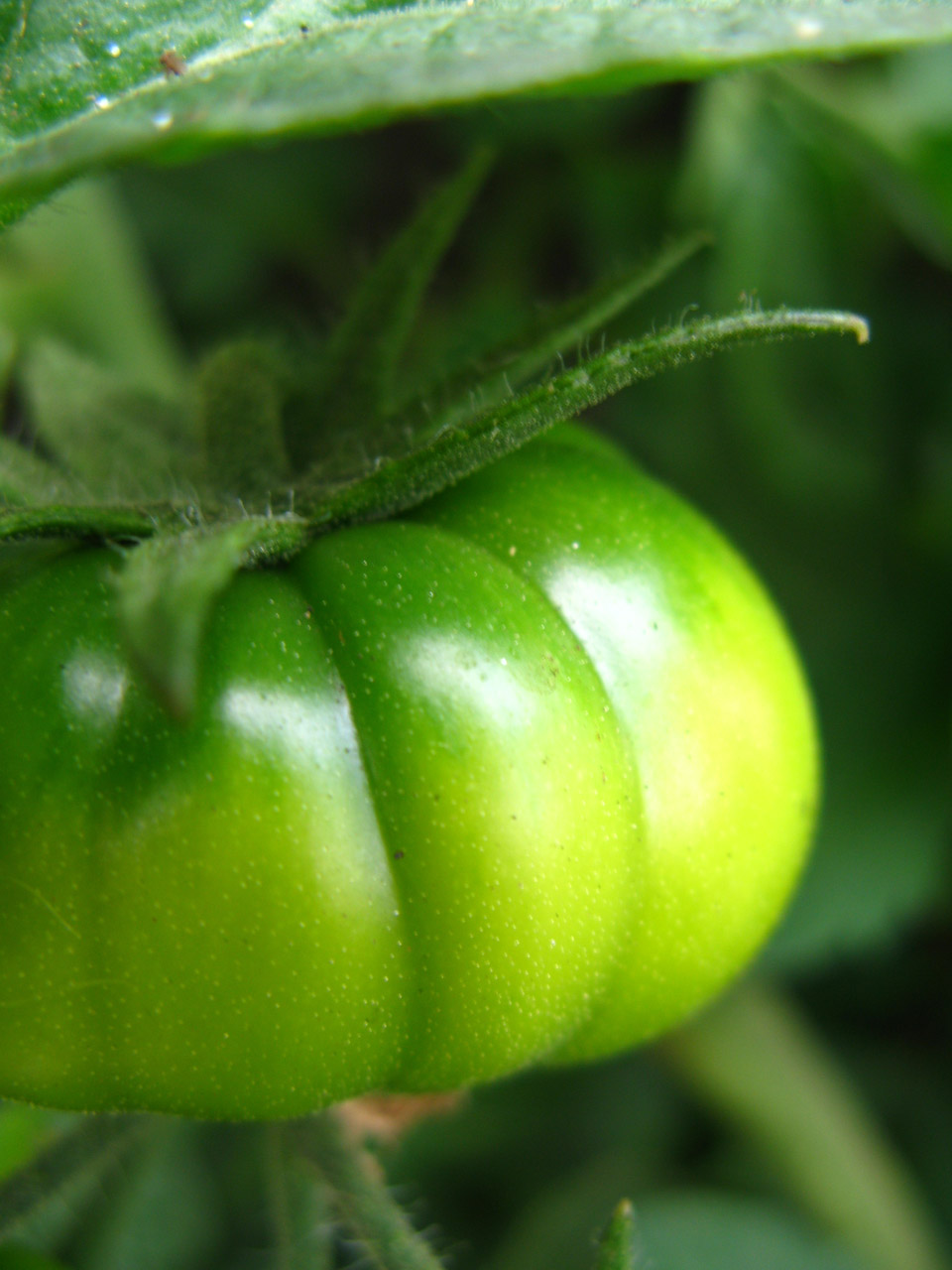 green tomato heirloom free photo
