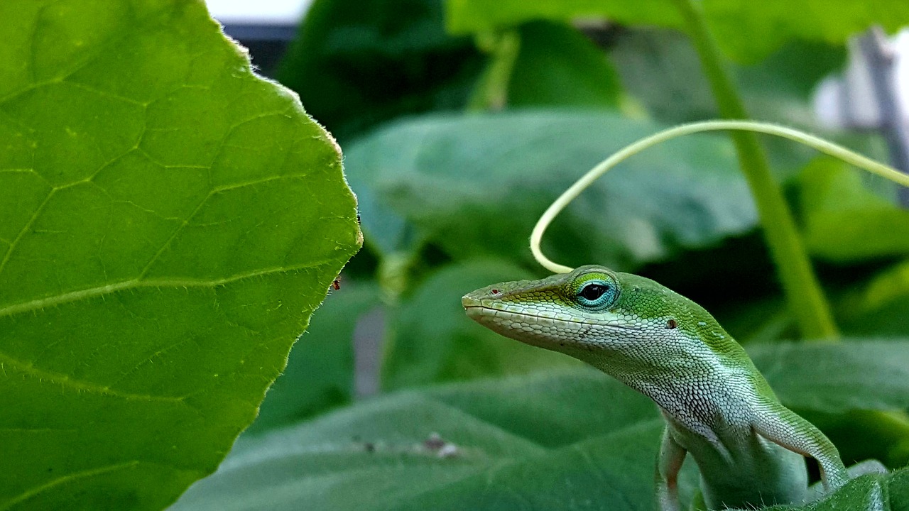 green anole  reptile  green reptile anole free photo