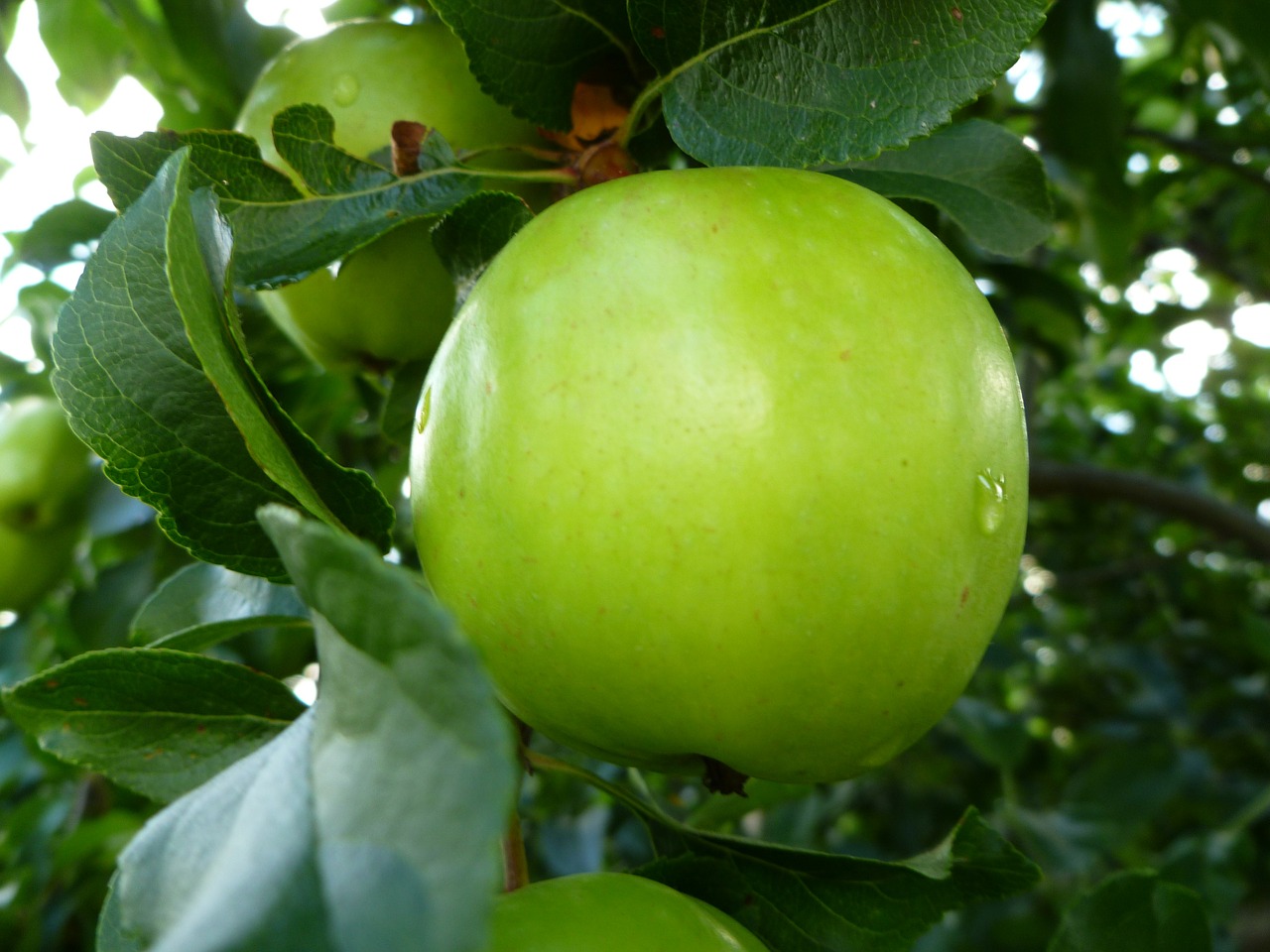 green apple fruit rain free photo