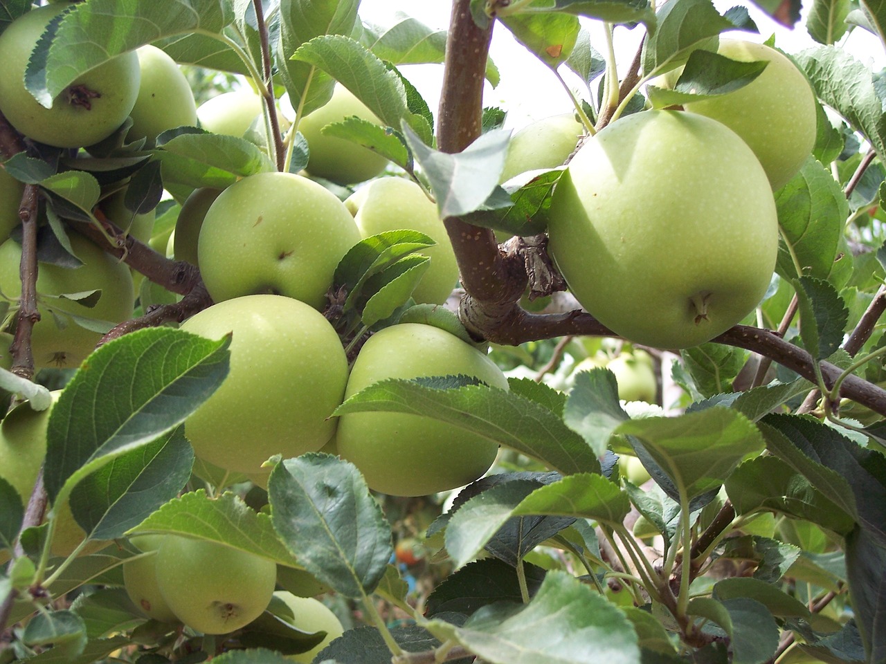 Летние зеленые сорта яблонь