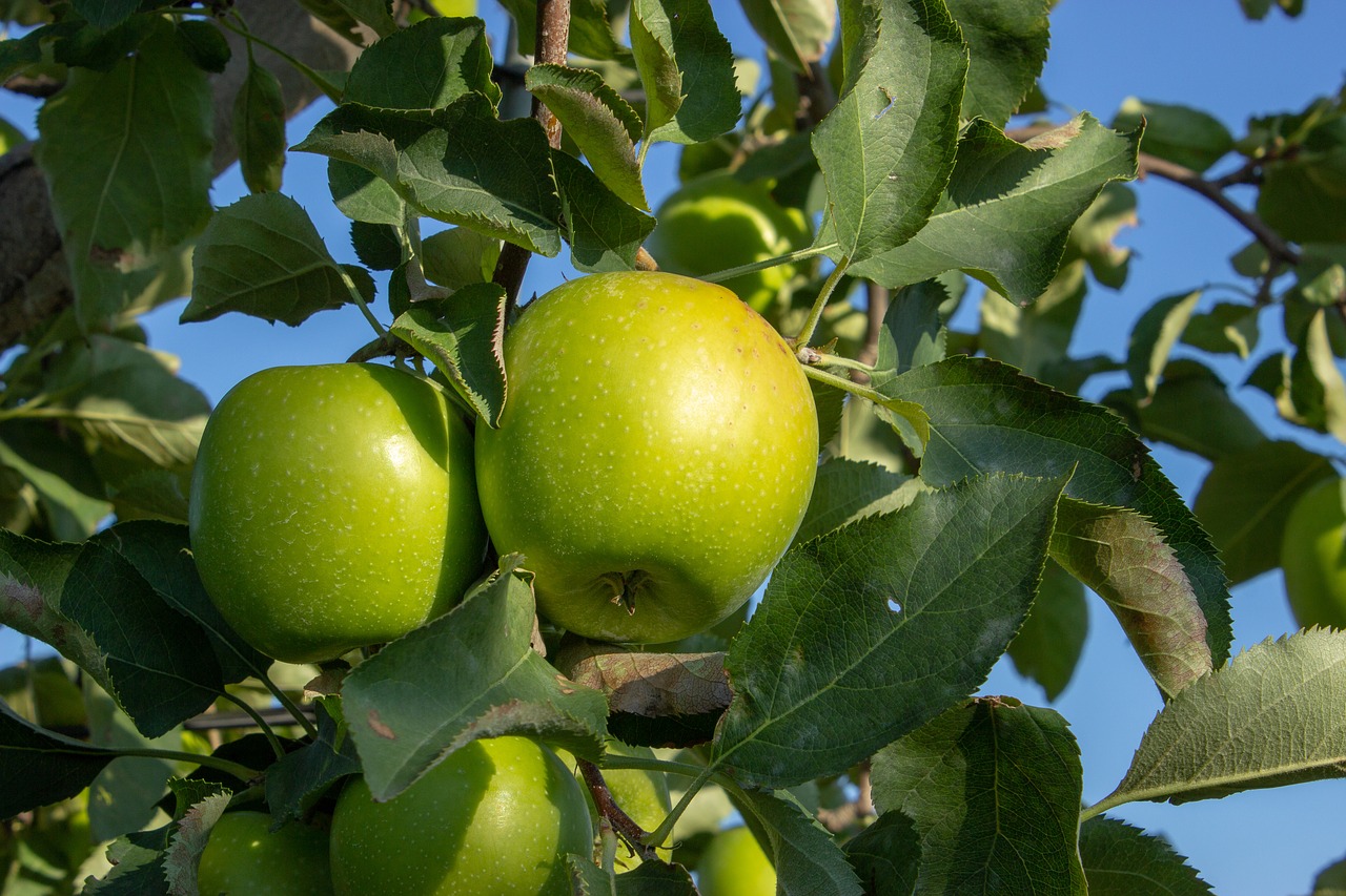 green apple  granny smith  apple branch free photo