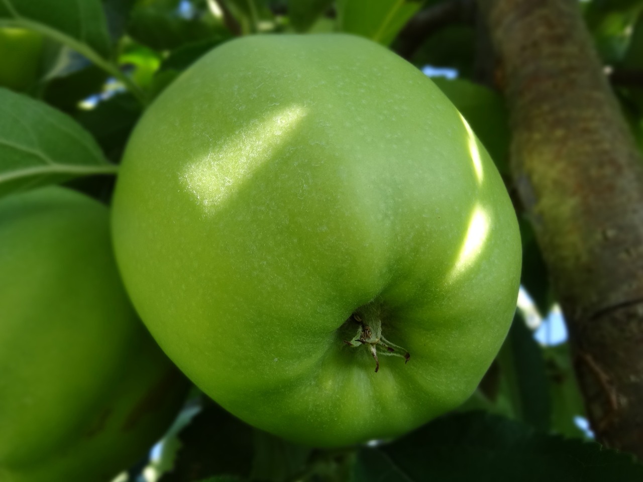 green apple apple tree apple orchard free photo