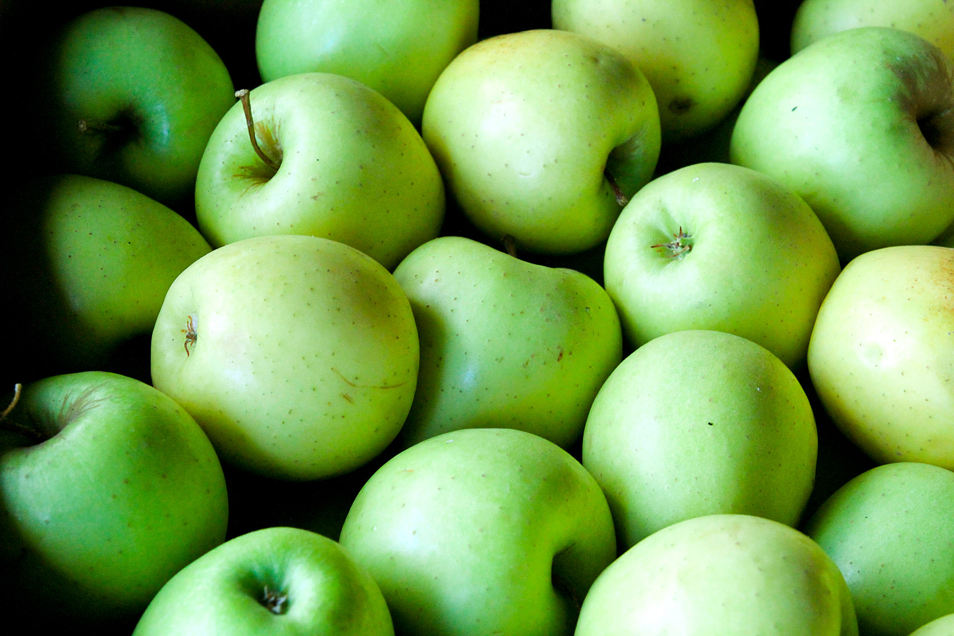 apple green apples fruit free photo