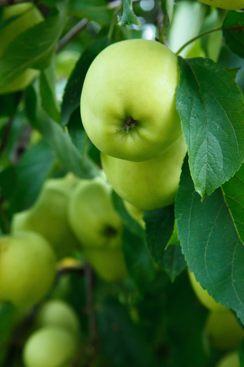 apple autumn branch free photo