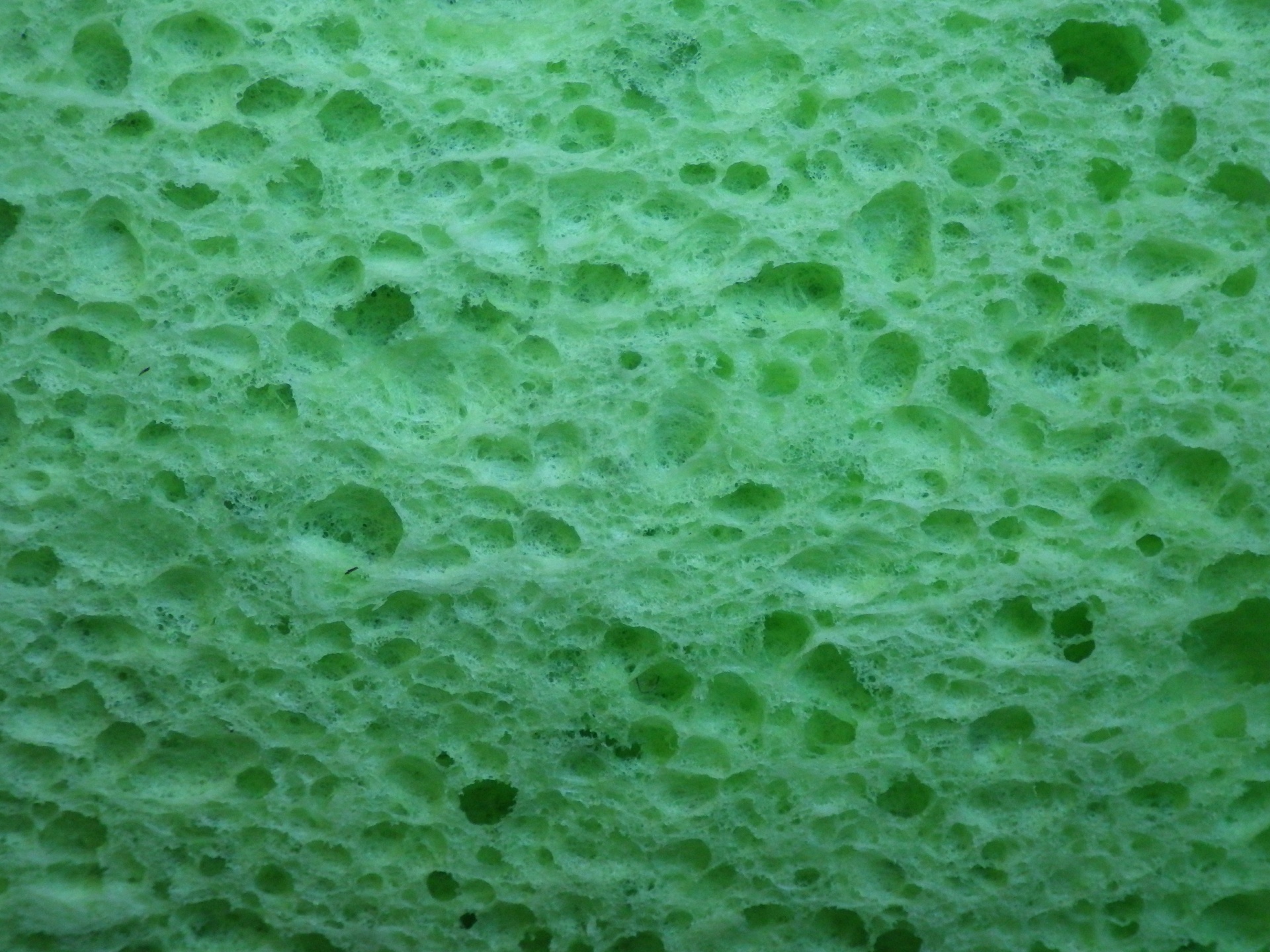 green sponge background free photo
