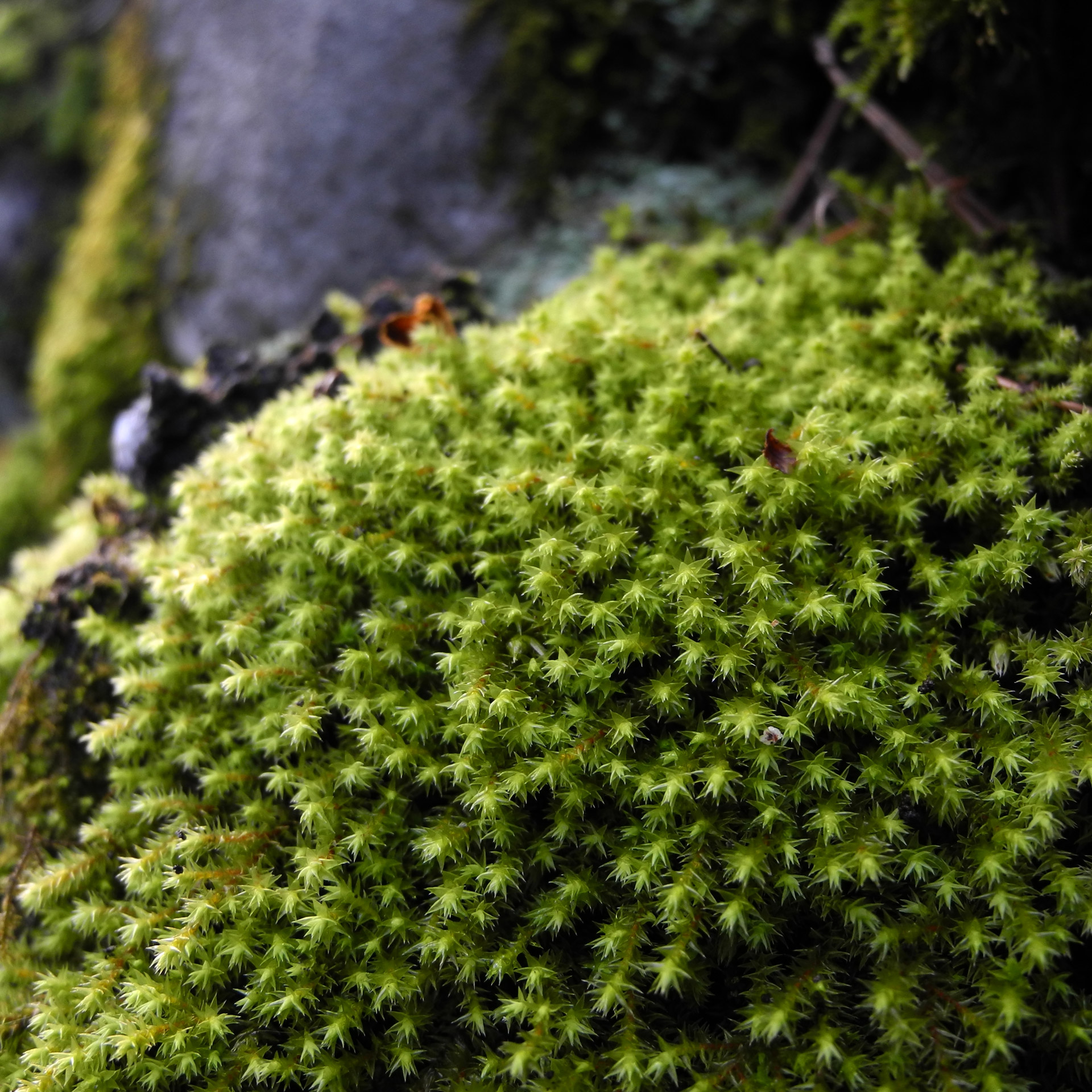 green ball plant free photo