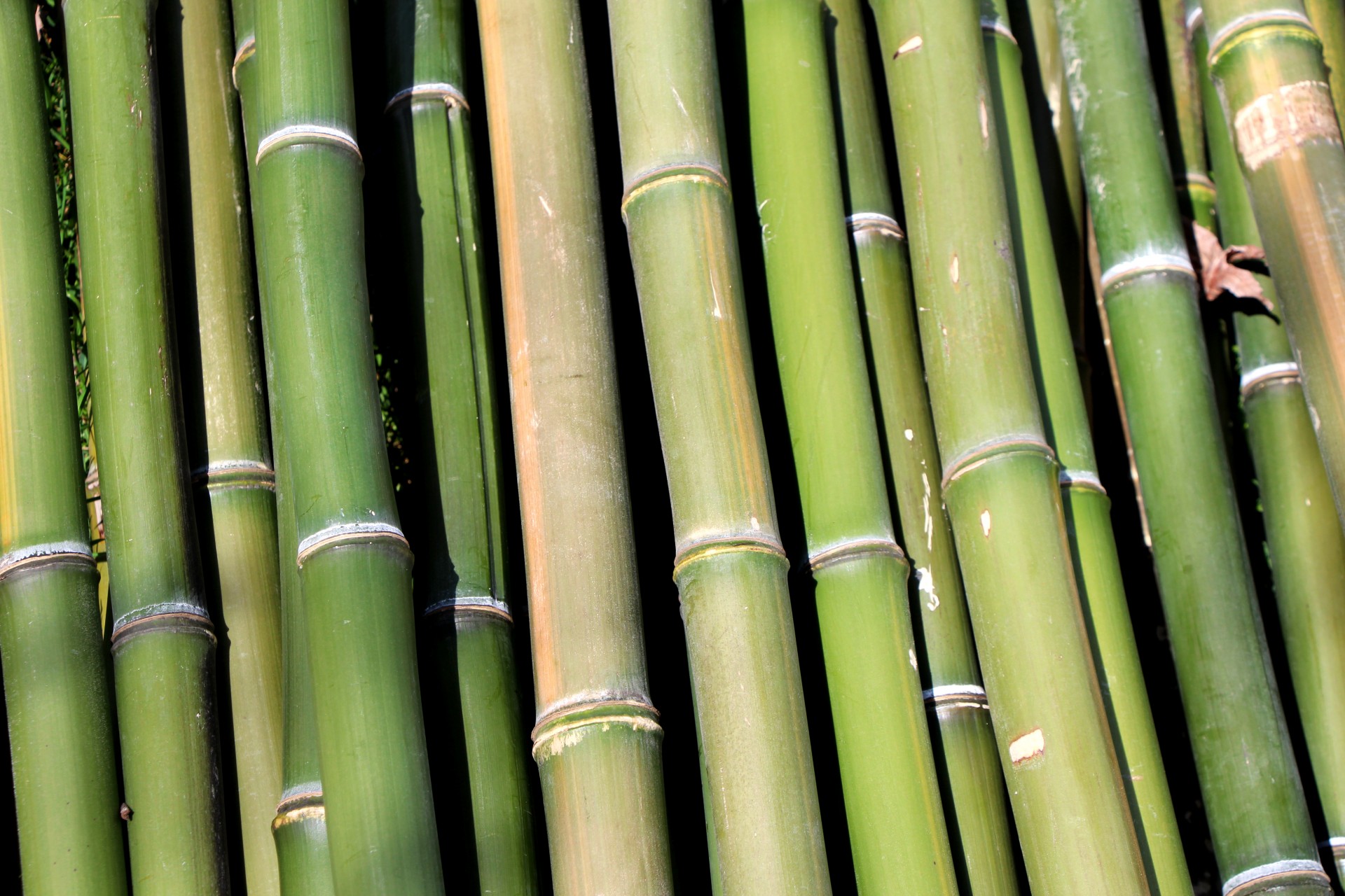 bamboo green staves free photo