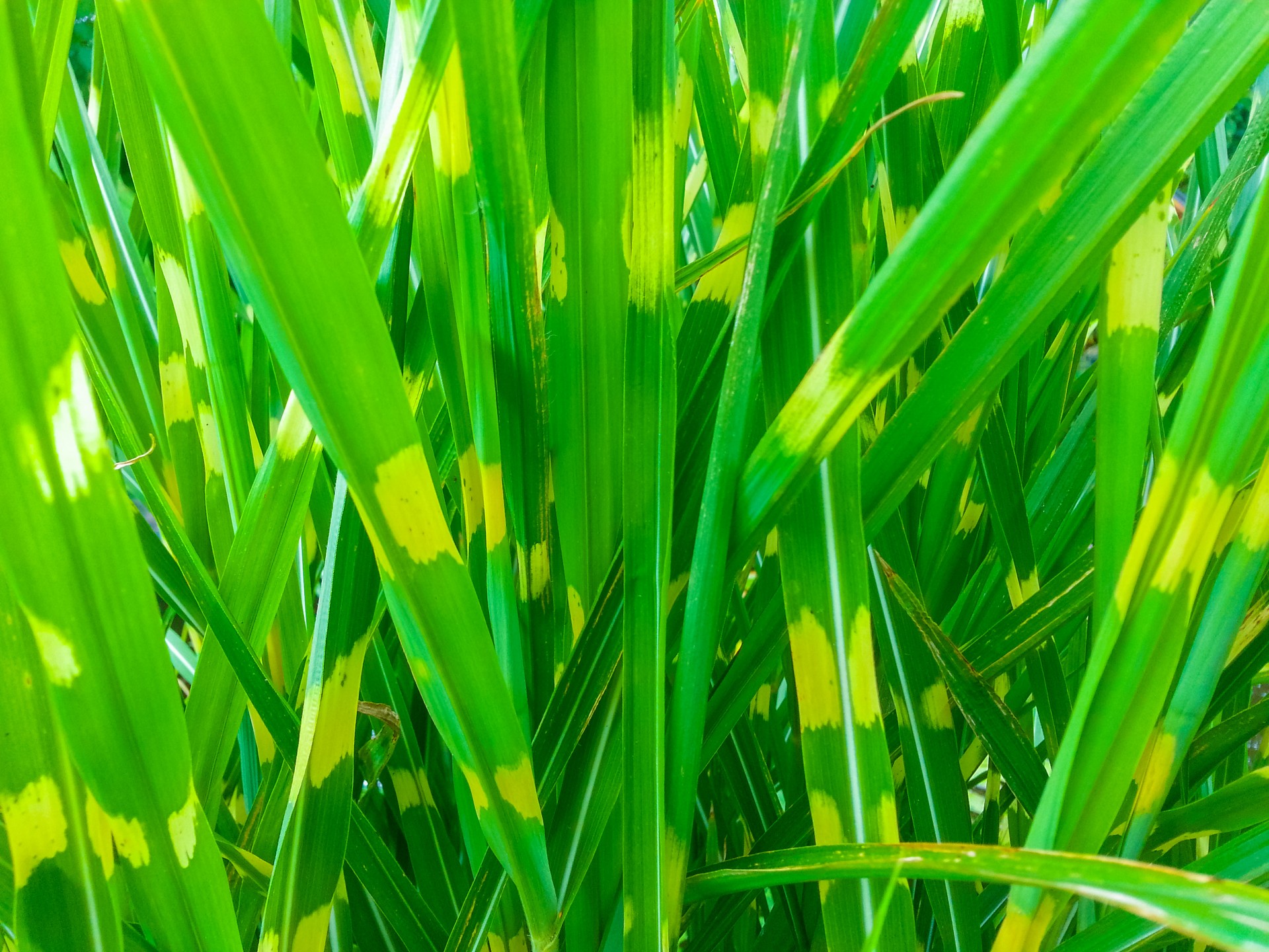 background bamboo green free photo