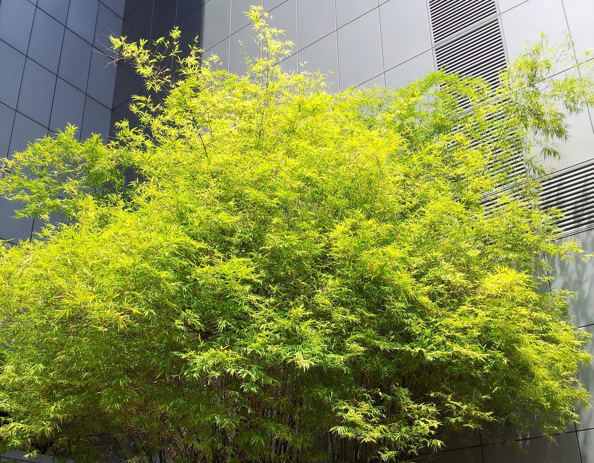 green bamboo tree free photo