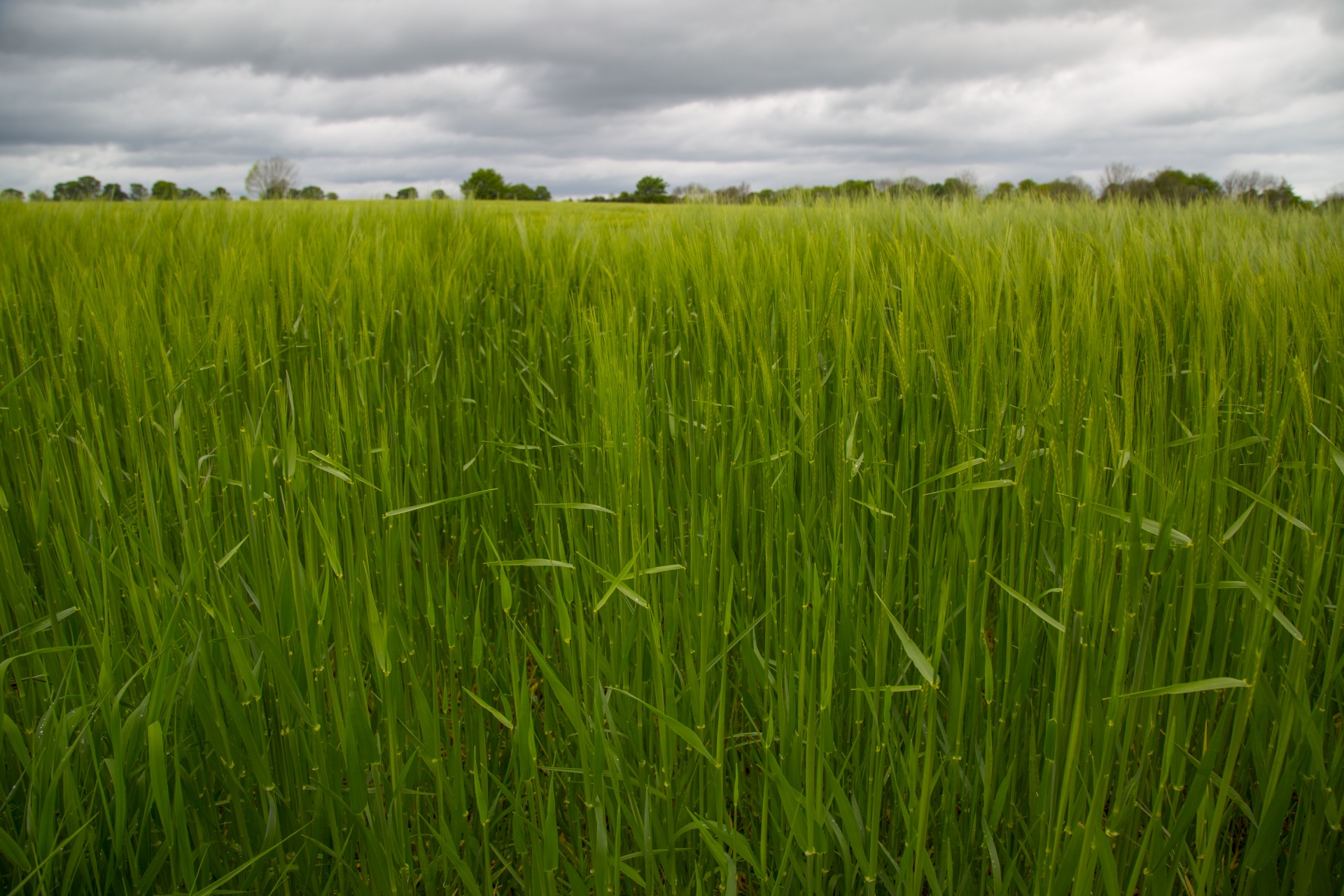 green field barley free photo