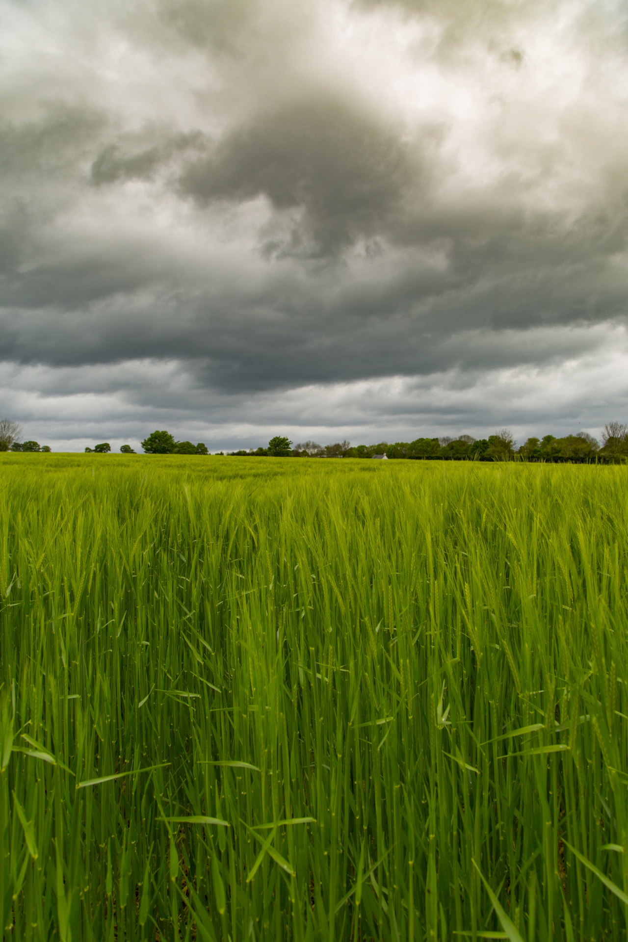 green field barley free photo